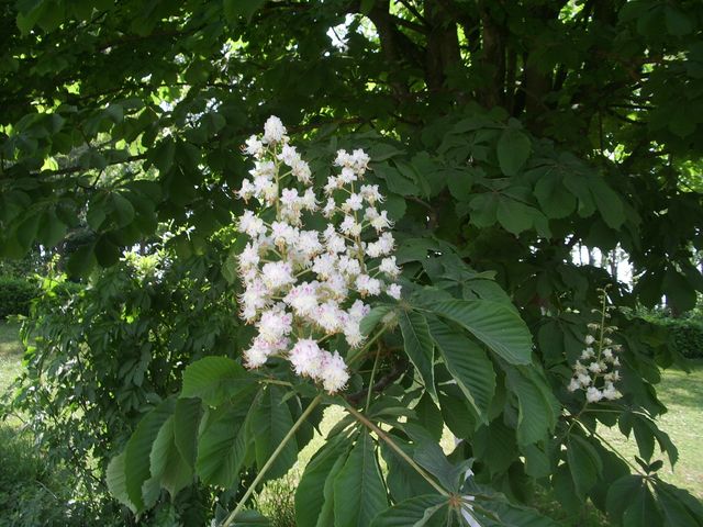 Aesculus hippocastanum / Ippocastano