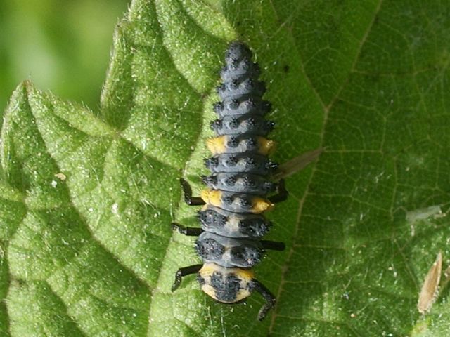 larva di una coccinella