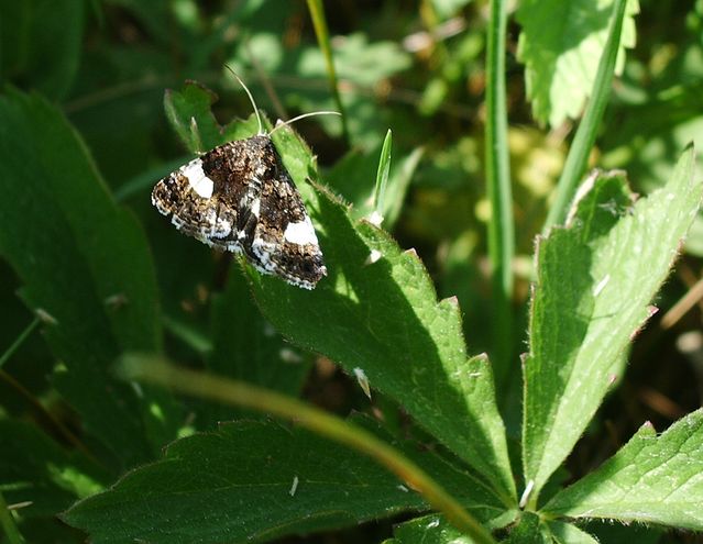 Tyta luctuosa e Pieris rapae