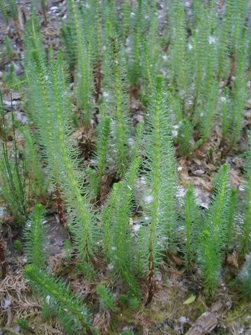 Hippuris vulgaris / Coda di cavallo acquatica