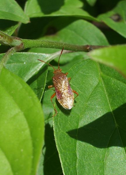 Un Rhopalidae (Heteroptera) e due Syrphidae (Diptera)