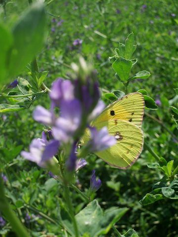 Colias sp.