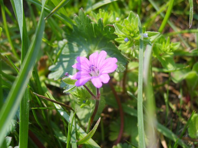 Geranium molle / Geranio volgare