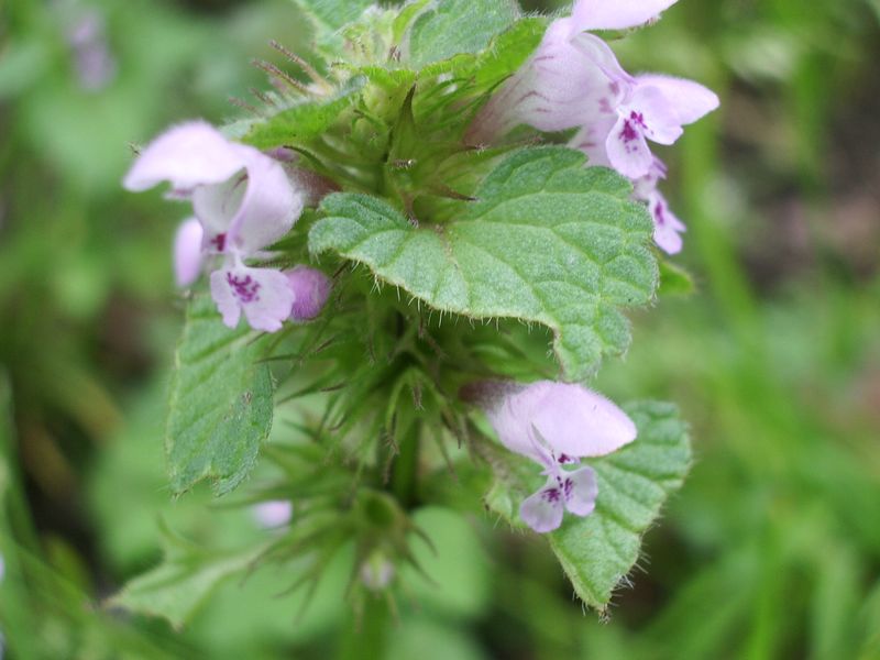 Lamium purpureum / Falsa ortica purpurea