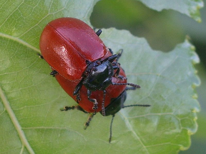 Coleotteri da idenficare