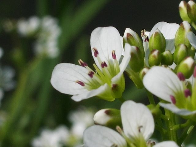 Cardamine amara /  Billeri amaro