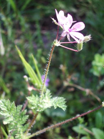 Erodium cicutarium