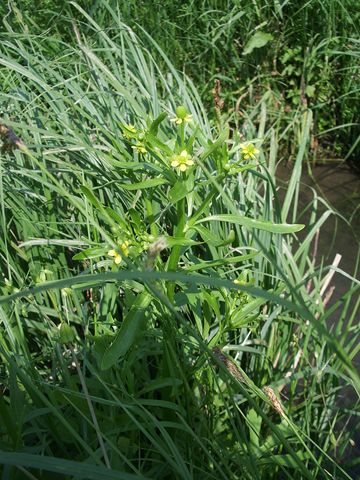 Ranunculus sceleratus
