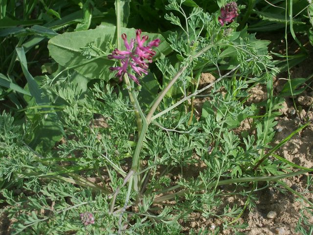 Fumaria officinalis / Fumaria comune