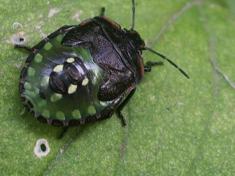 Coleotteri e Emitteri da identificare