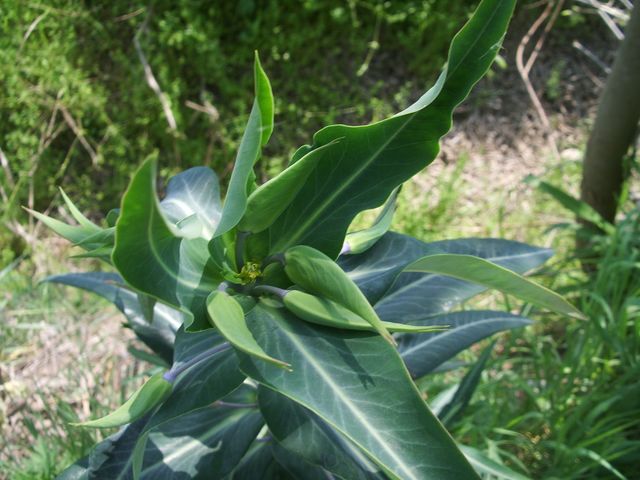 Euphorbia lathyris / Euforbia catapuzia