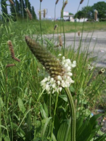Plantago lanceolata / Piantaggine lanciuola