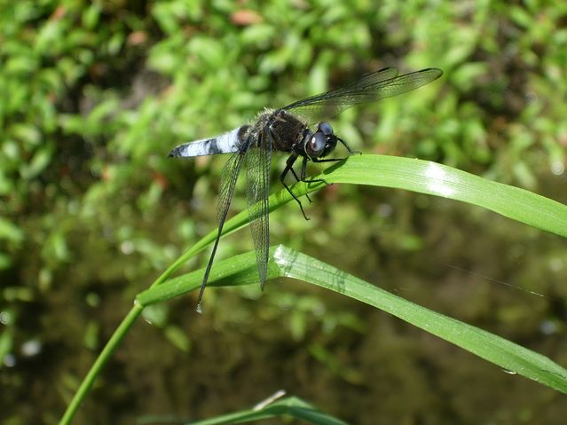 Calopteryx splendens e Libellula fulva (Odonata)