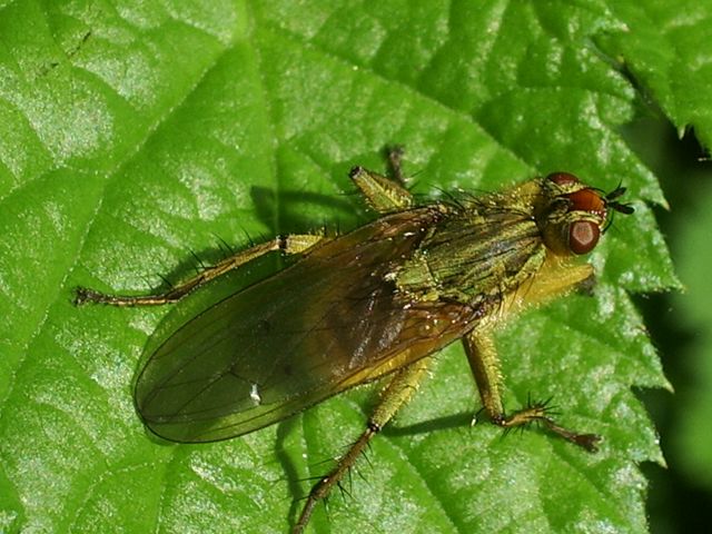 Ditteri