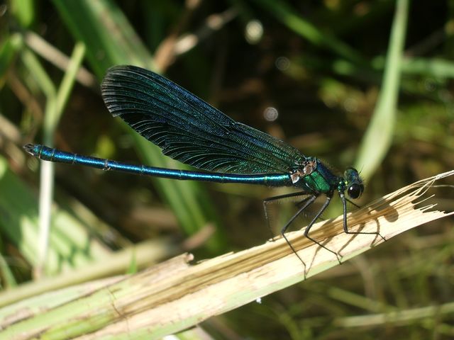 Calopteryx splendens e Crocothemis erythraea