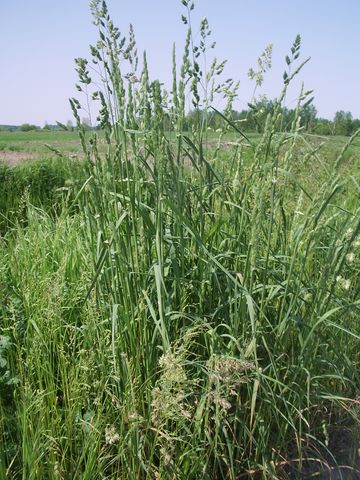 Dactylis glomerata / Erba mazzolina comune