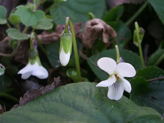 Viola alba