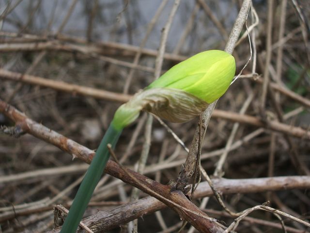 Narcissus spp. / Narciso (specie coltivata, naturalizzata)