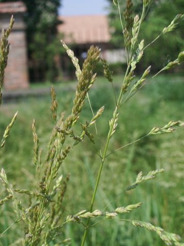 Graminaceae da determinare