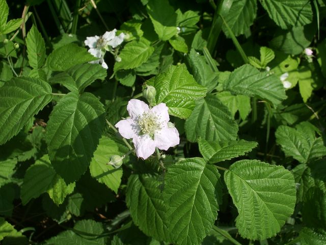 Fiori bianchi da identificare - Rubus