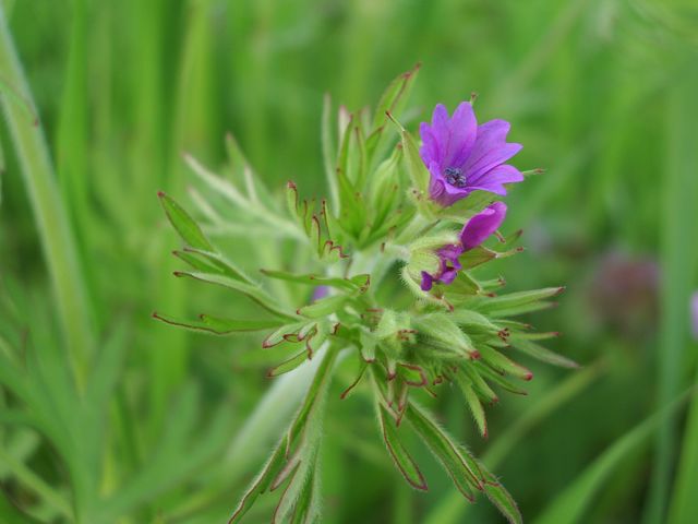 Geranium dissectum / Geranio sbrandellato