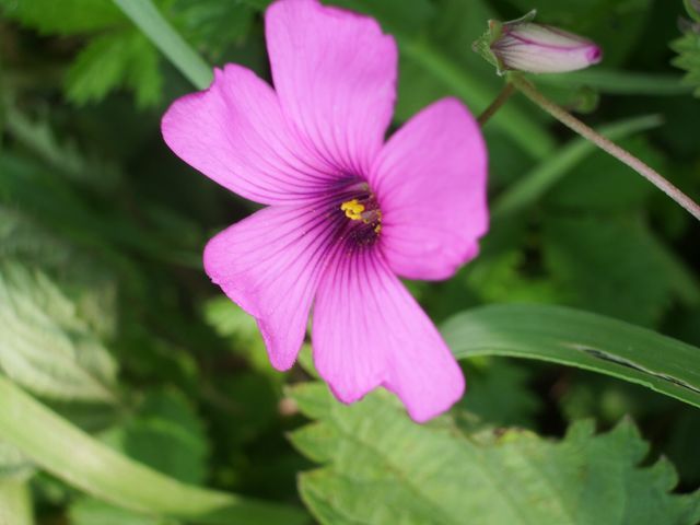 Oxalis articulata