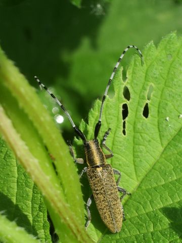 Coreus marginatus e Agapanthia villosoviridescens