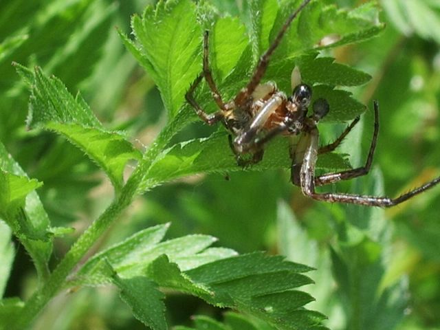 Larinioides sp.