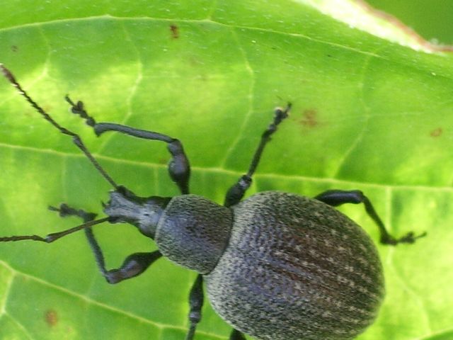 Otiorhynchus pseudonothus (= salicicola)