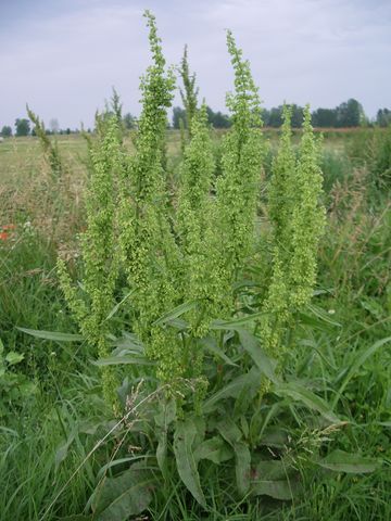 Poliganaceae da detrminare - Rumex sp
