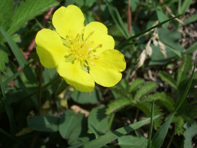 Potentilla ...cfr. reptans (Rosaceae)