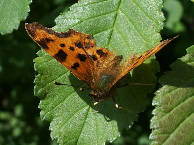 Farfalla Polygonia c-album