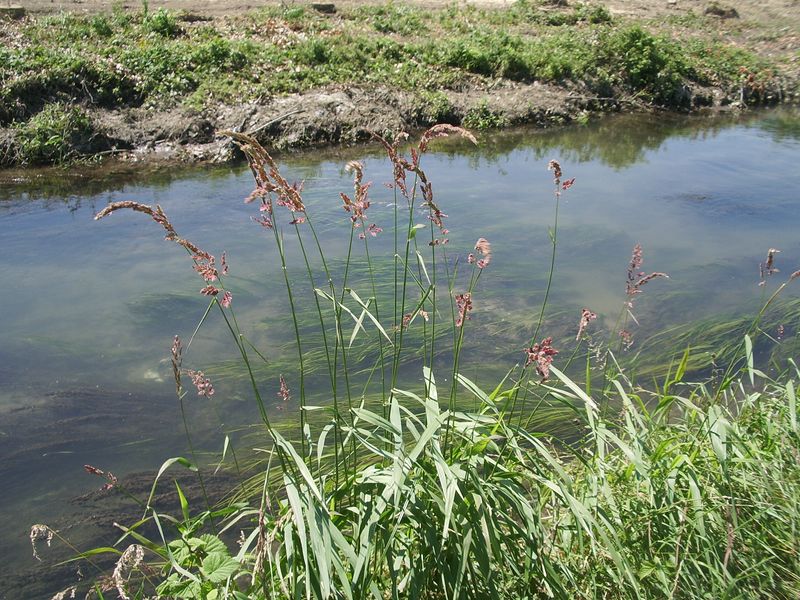 Pianta da determinare