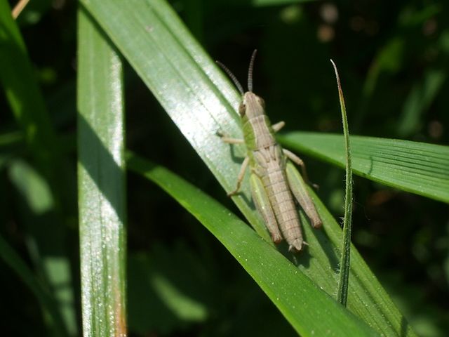 Ortotteri (cavallette) da identificare