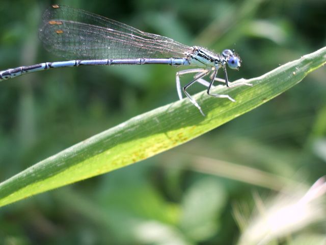 Platycnemis pennipes (Odonata, Platycnemididae)