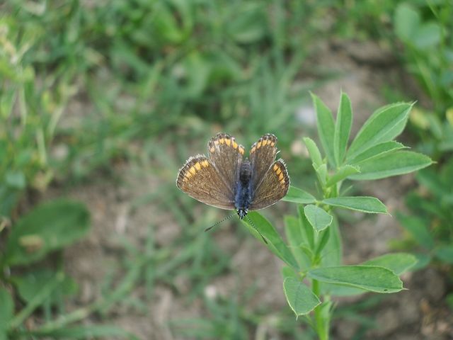 Farfalla da identificare