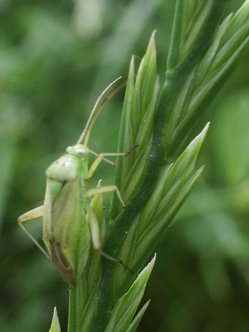 Cimice... norvegese, ma anche mediterranea