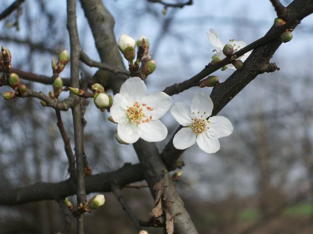 Prunus da determinare