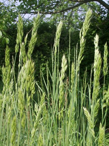 Bromus hordeaceus