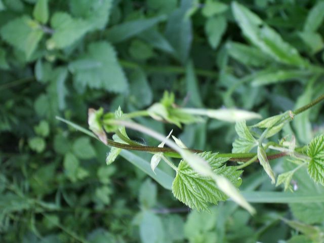 Humulus lupulus / Luppolo comune