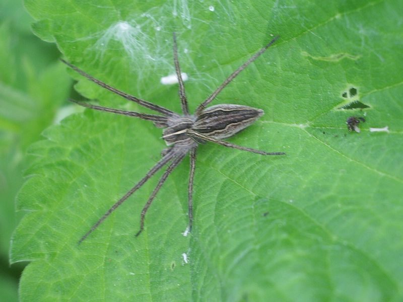 Dolomedes fimbriatus e Pisaura sp.