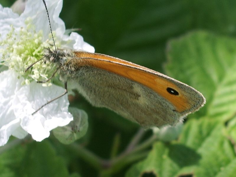 Coenonympha pamphilus - Nymphalidae Satyrinae