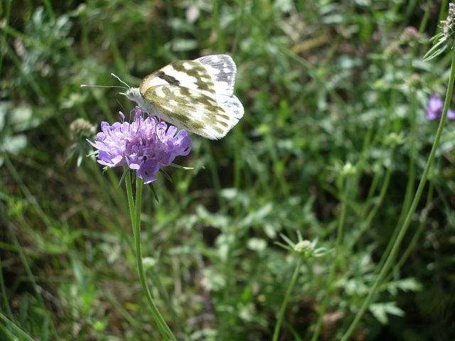 Pontia edusa