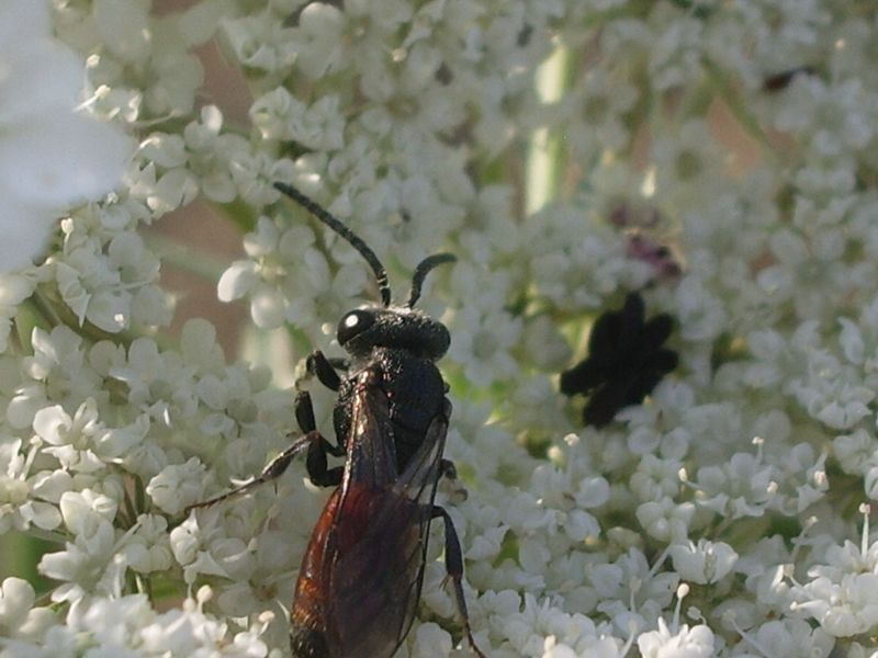 Sphecodes sp. (Apidae Halictinae)