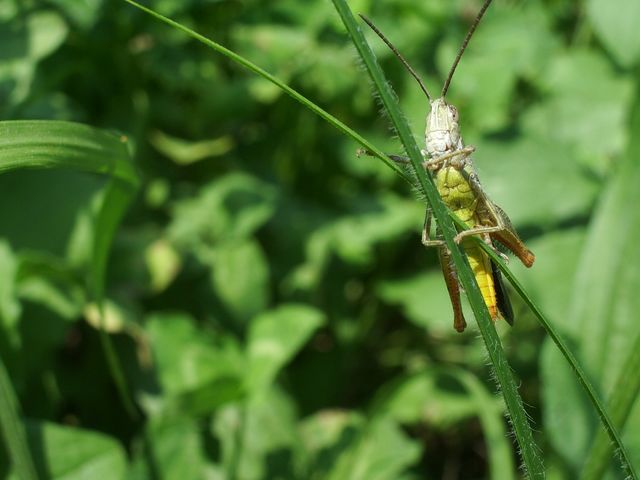 Chorthippus sp.