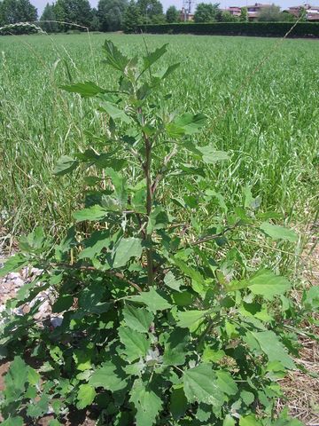 Chenopodium album