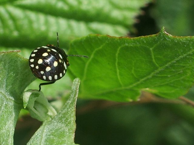 Neanide di  Nezara viridula (Heteroptera, Pentatomidae)