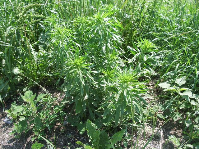 Pianta da determinare