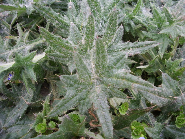 Piantina verde  da identificare: Carduus? Cirsium?