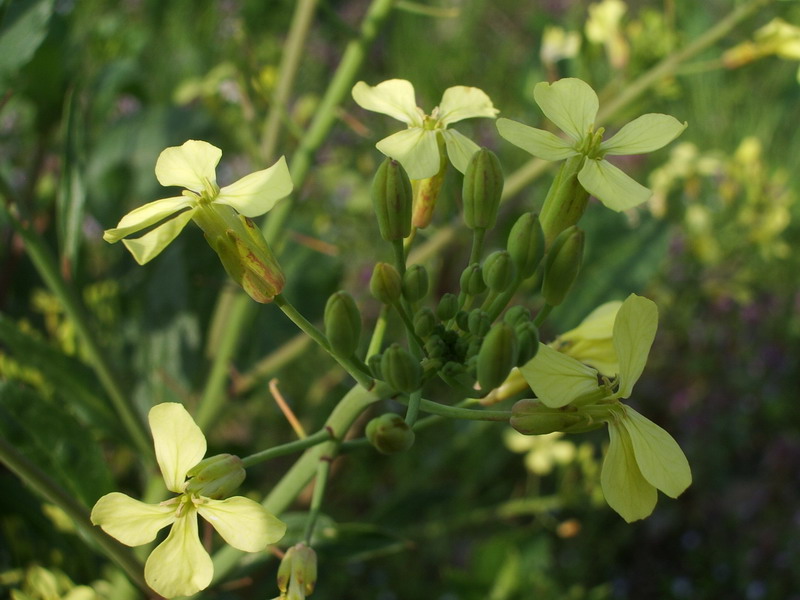 Cruciferae da identificare